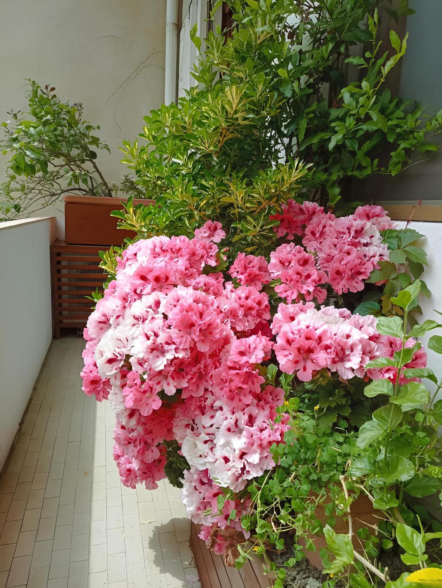La Casa Dei Fiori Lägenhet Florens Exteriör bild